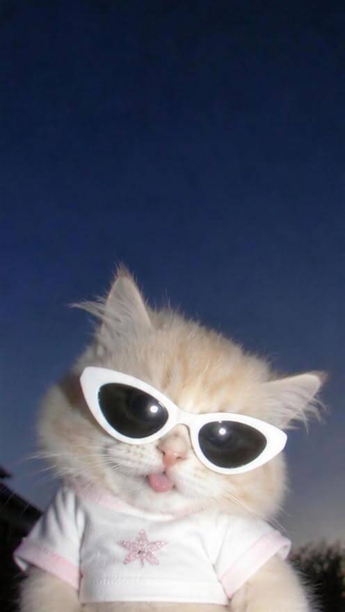Cute Cat pfp Profile Picture with Sunglasses and Tongue Out