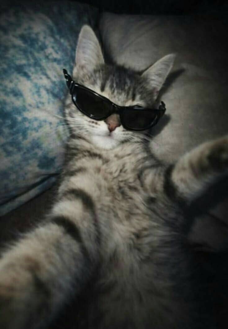 Cute Cat pfp Profile Picture with Sunglasses