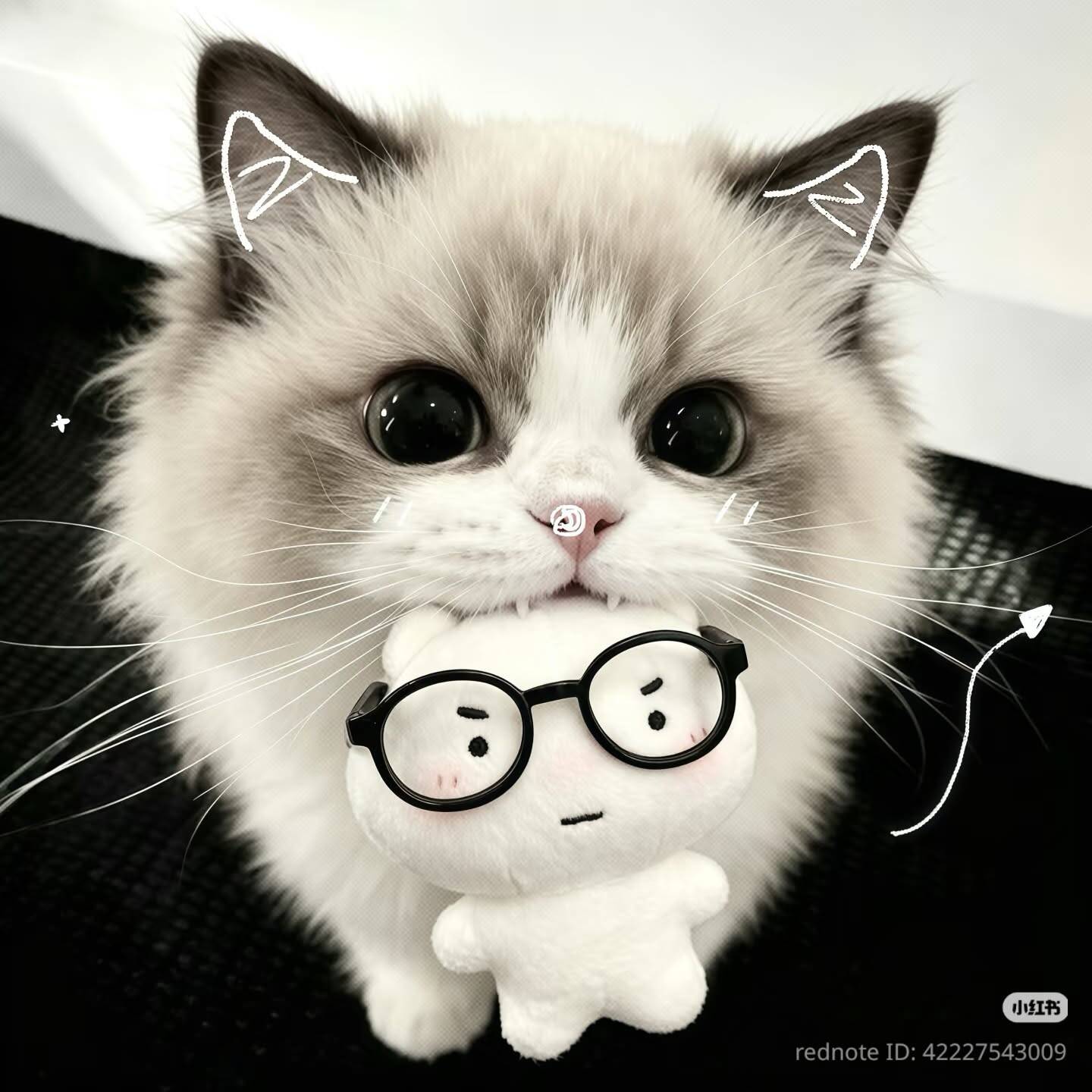 Cute Cat pfp Profile Picture with Toy and Glasses