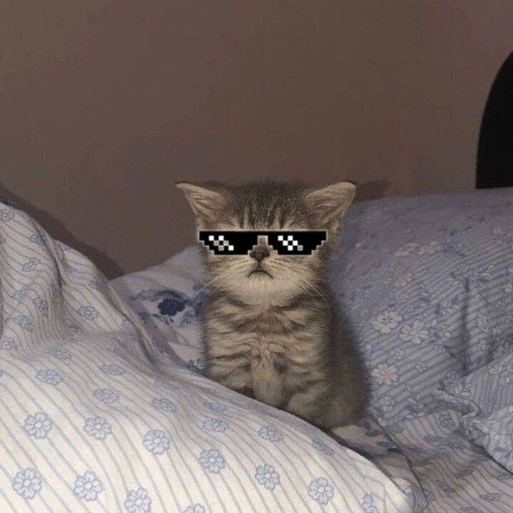 Cute Cat with Fun Style Glasses pfp Profile Picture
