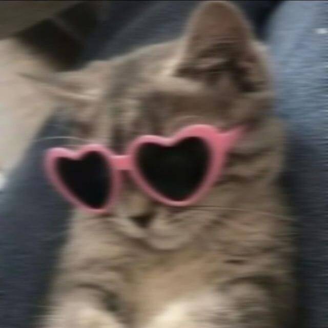 Cute Cat with Heart Glasses pfp Profile Picture
