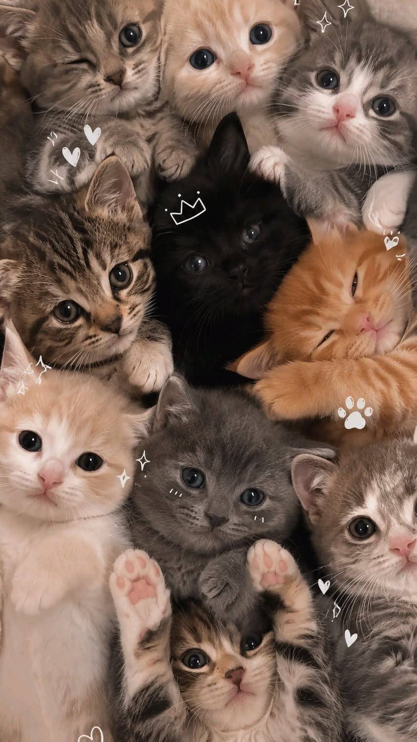 Cute and Funny Cats pfp Profile Picture Group