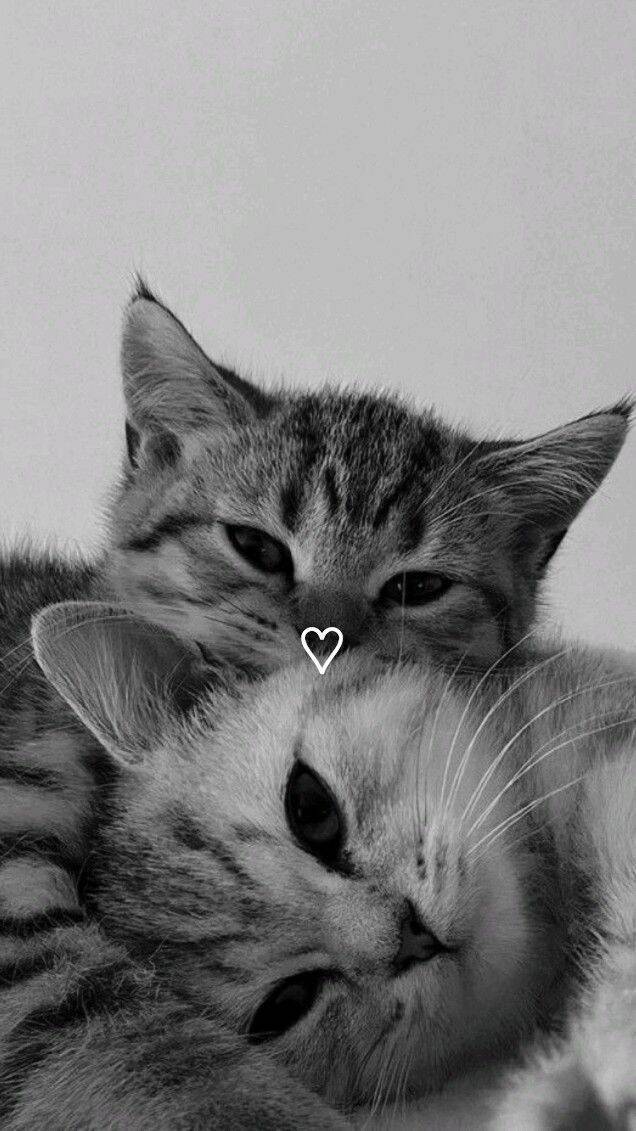 Cute Cats pfp Profile Picture for Whatsapp