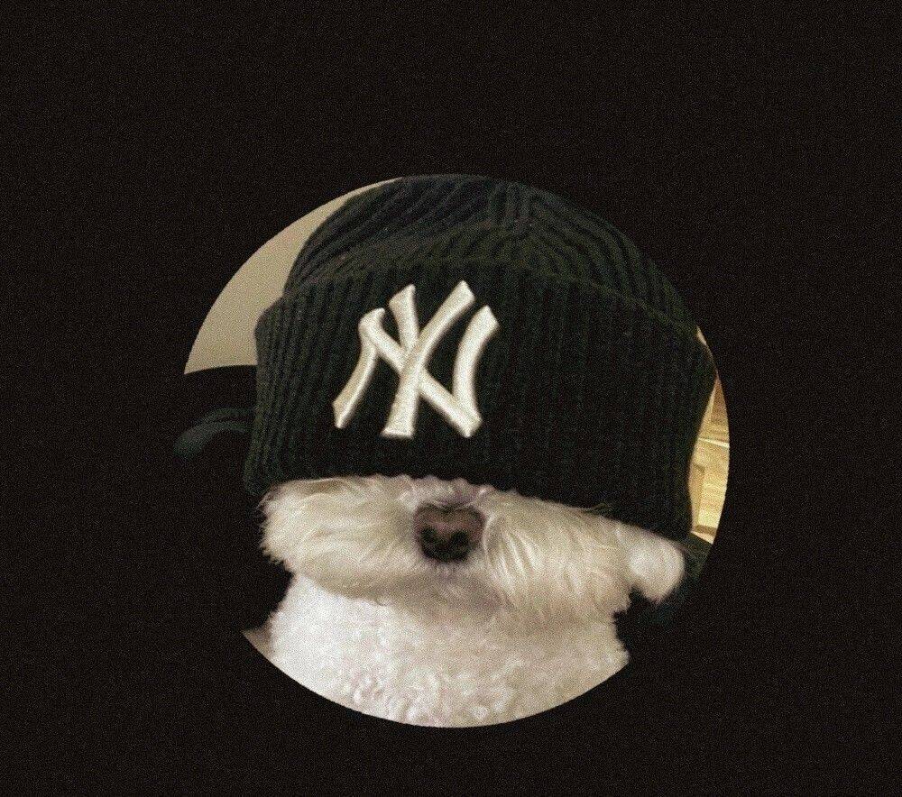 Cute Dog with Beanie pfp Profile Picture for Discord