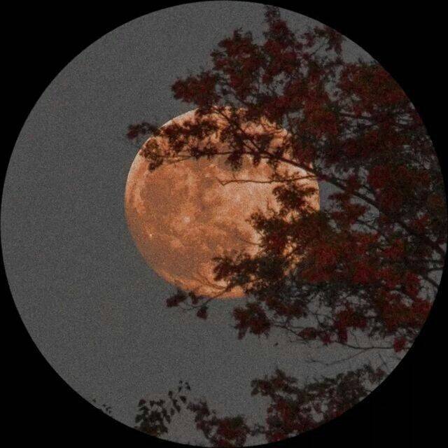 Pretty and Cute Pfp Profile Picture of Full Moon with Trees