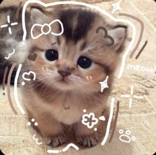 Cute Kitten pfp Profile Picture with Big Eyes and Bow