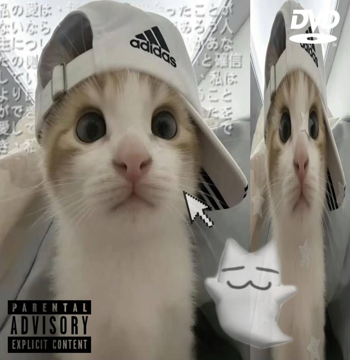 Cute Kitten pfp Profile Picture with Stylish Cap