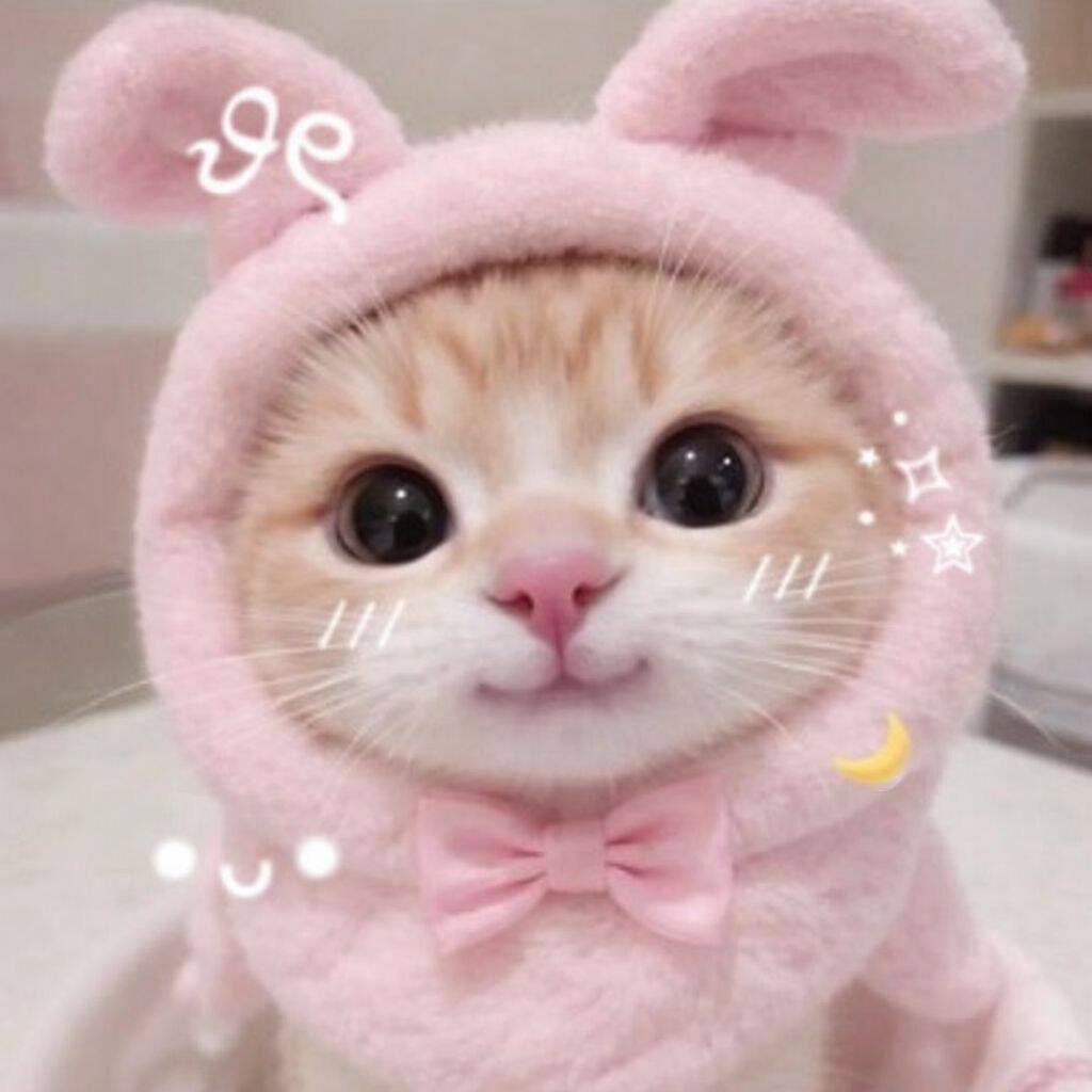 Cute Kitten pfp Profile Picture in Bunny Costume