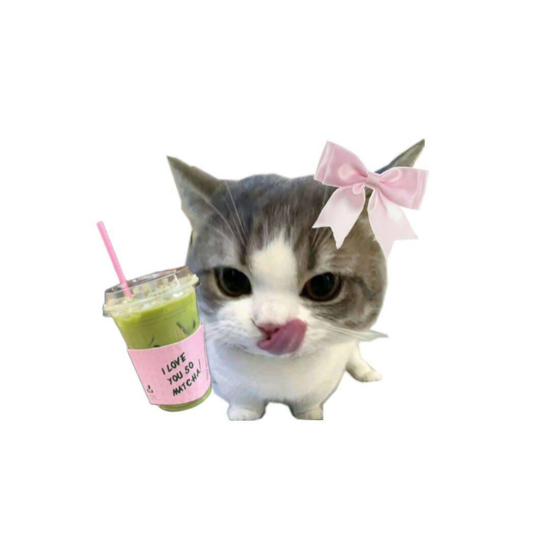 Cute Kitten pfp Profile Picture with Bow and Drink