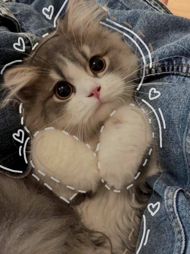 Cute Kitten pfp Profile Picture with Big Eyes and Heart