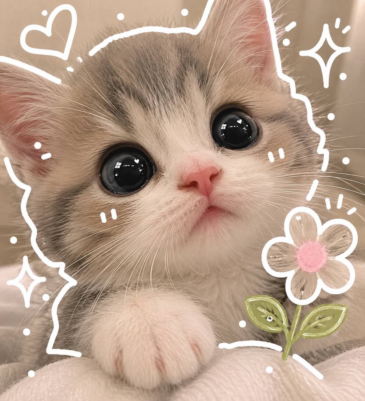 Cute Kitten pfp Profile Picture with Big Eyes and Flower