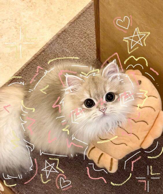 Cute Kitten pfp Profile Picture with Big Eyes and Aesthetic Style