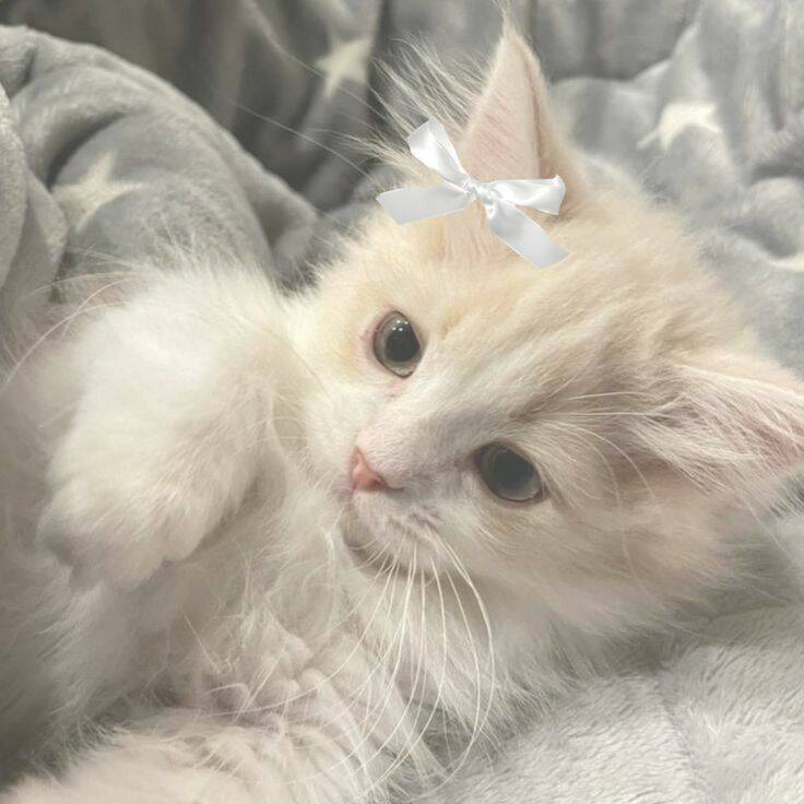 Cute Kitten pfp Profile Picture with White Bow