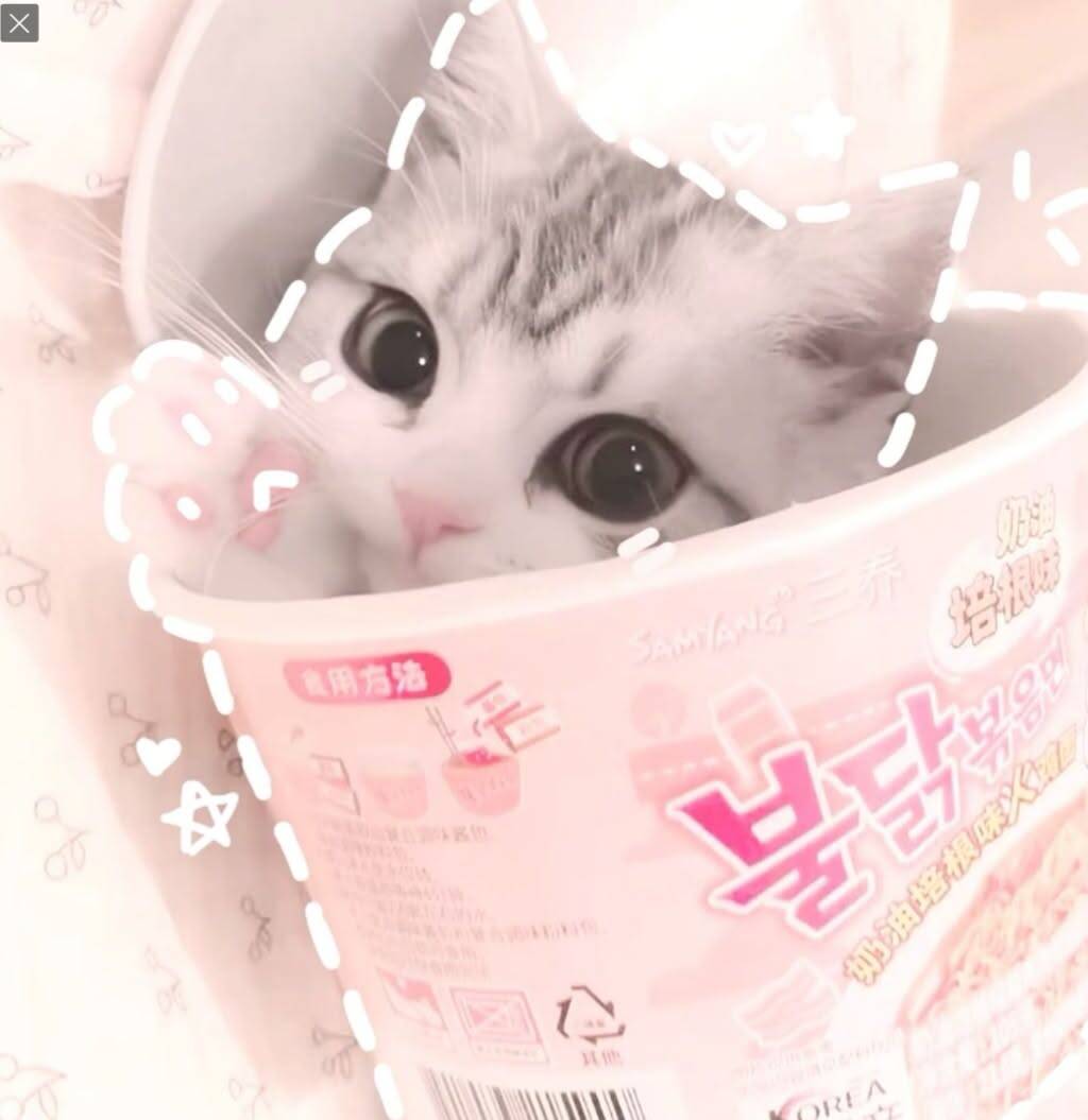 Cute Kitten pfp Profile Picture Inside a Box