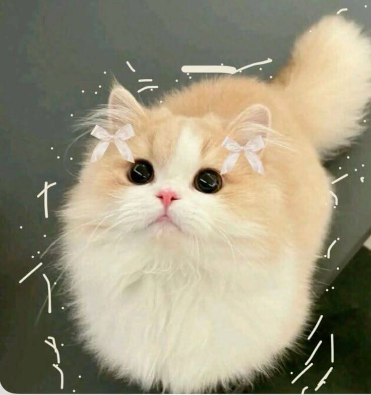 Cute Kitten pfp Profile Picture with White Bows
