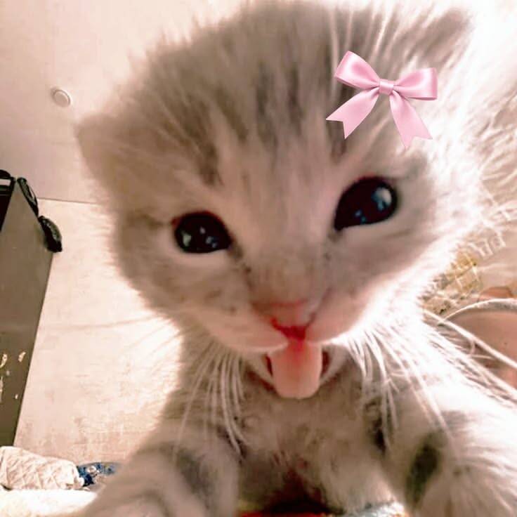 Cute Kitten pfp Profile Picture Sticking Tongue Out with Pink Bow