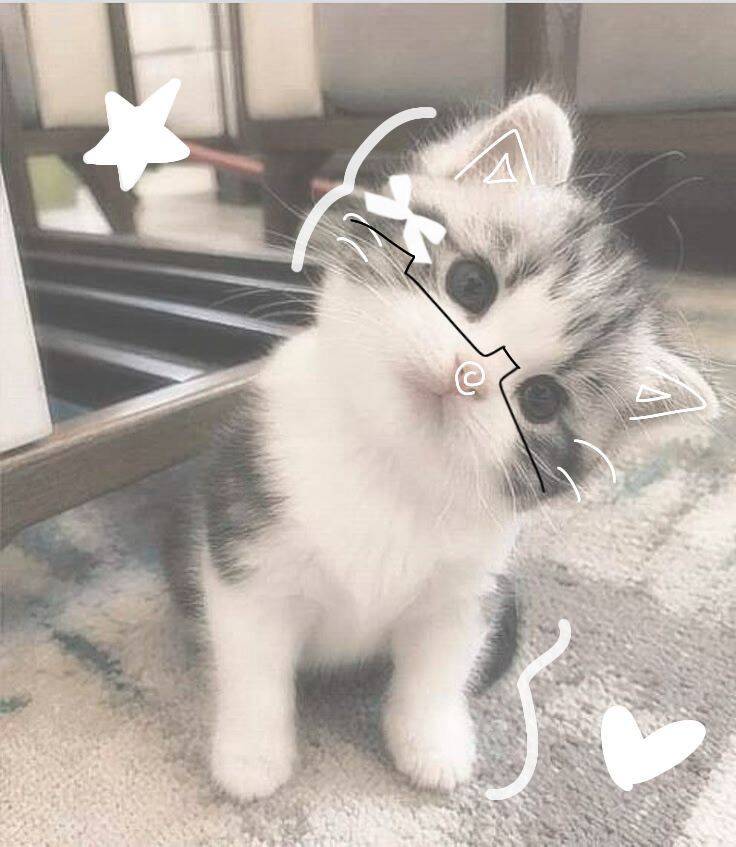 Cute Kitten pfp Profile Picture with Funny Glasses