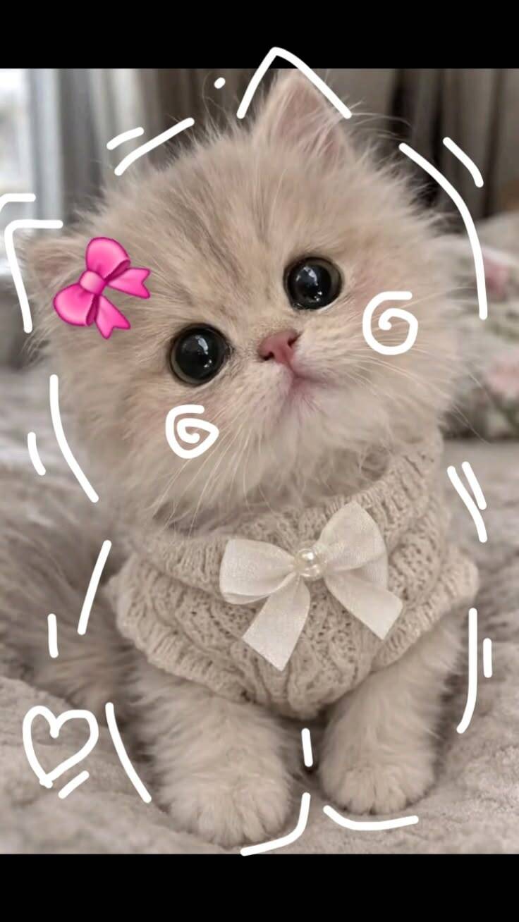 Cute Kitten pfp Profile Picture with Pink Bow