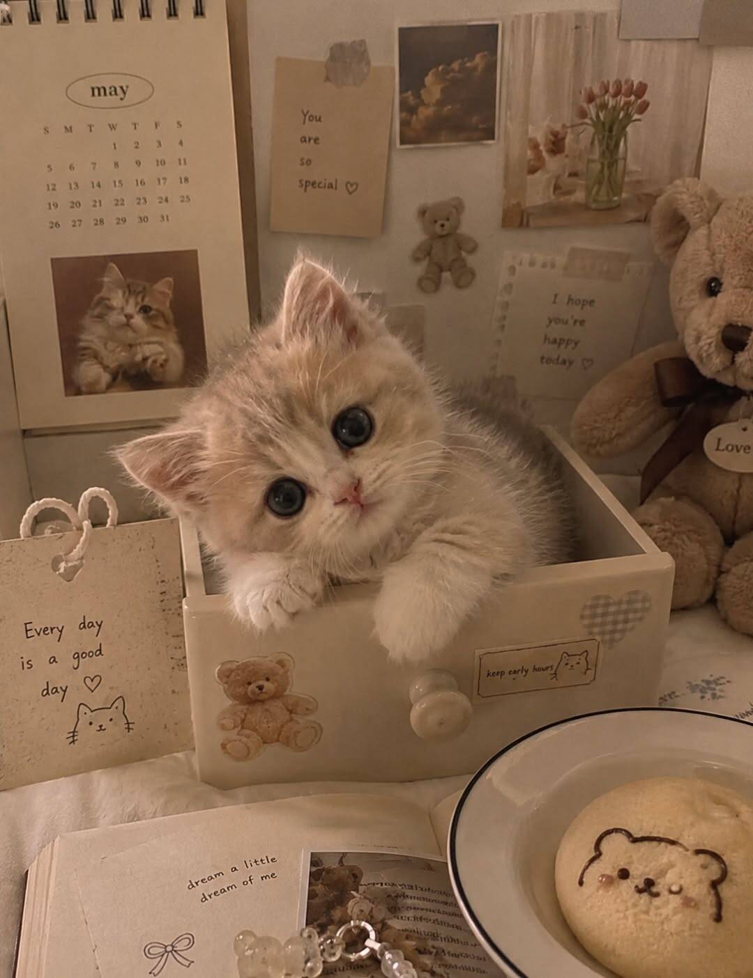 Cute Kitten pfp Profile Picture in Box with Big Eyes