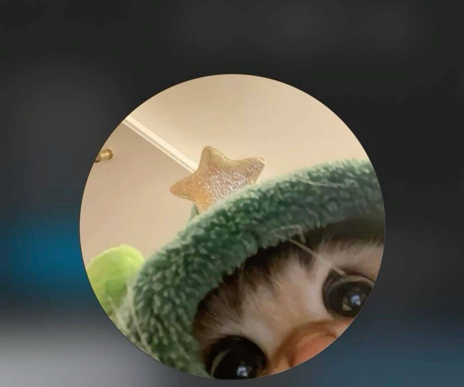 Cute and Adorable Kitten Pfp Profile Picture in Star Costume