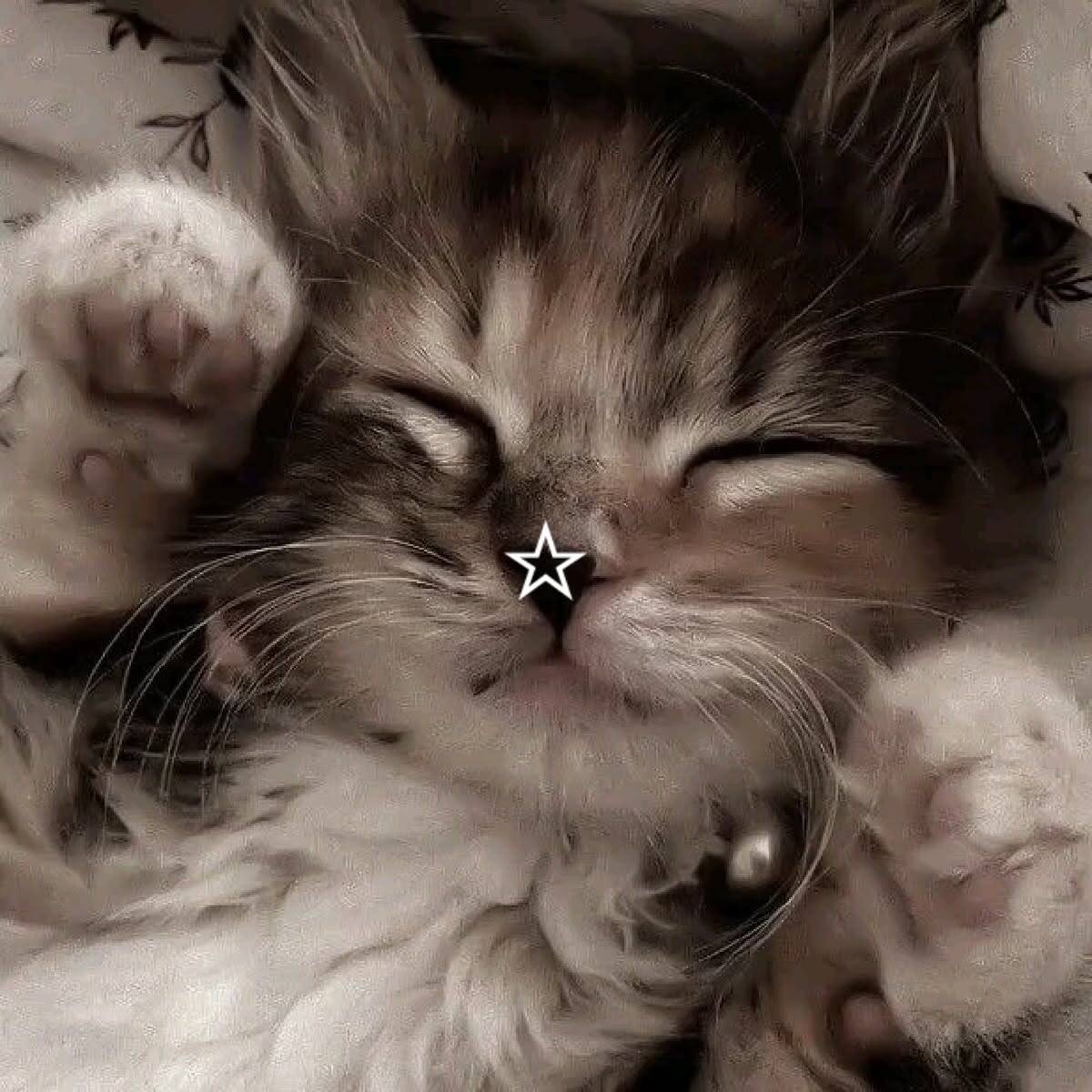 Cute Kitten pfp Profile Picture Sleeping with Angel Face