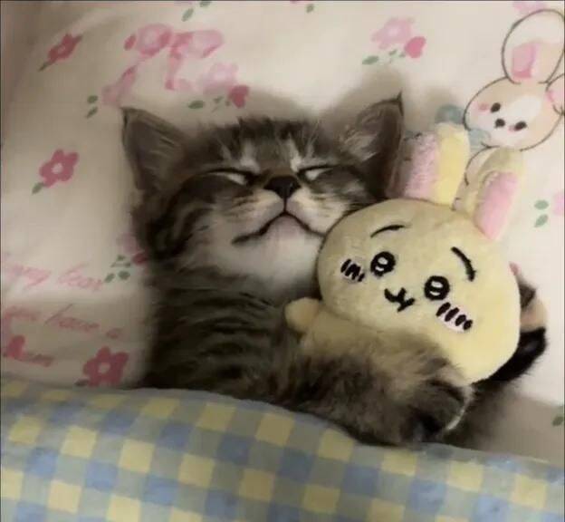 Cute Kitten pfp Profile Picture Sleeping with Toy