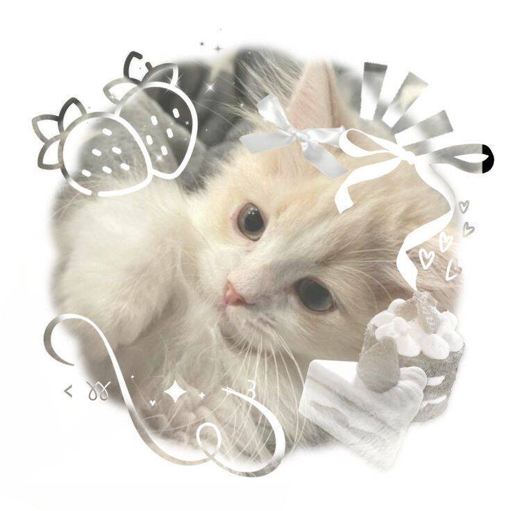 Cute Kitten pfp Profile Picture with Bow and Aesthetic Style