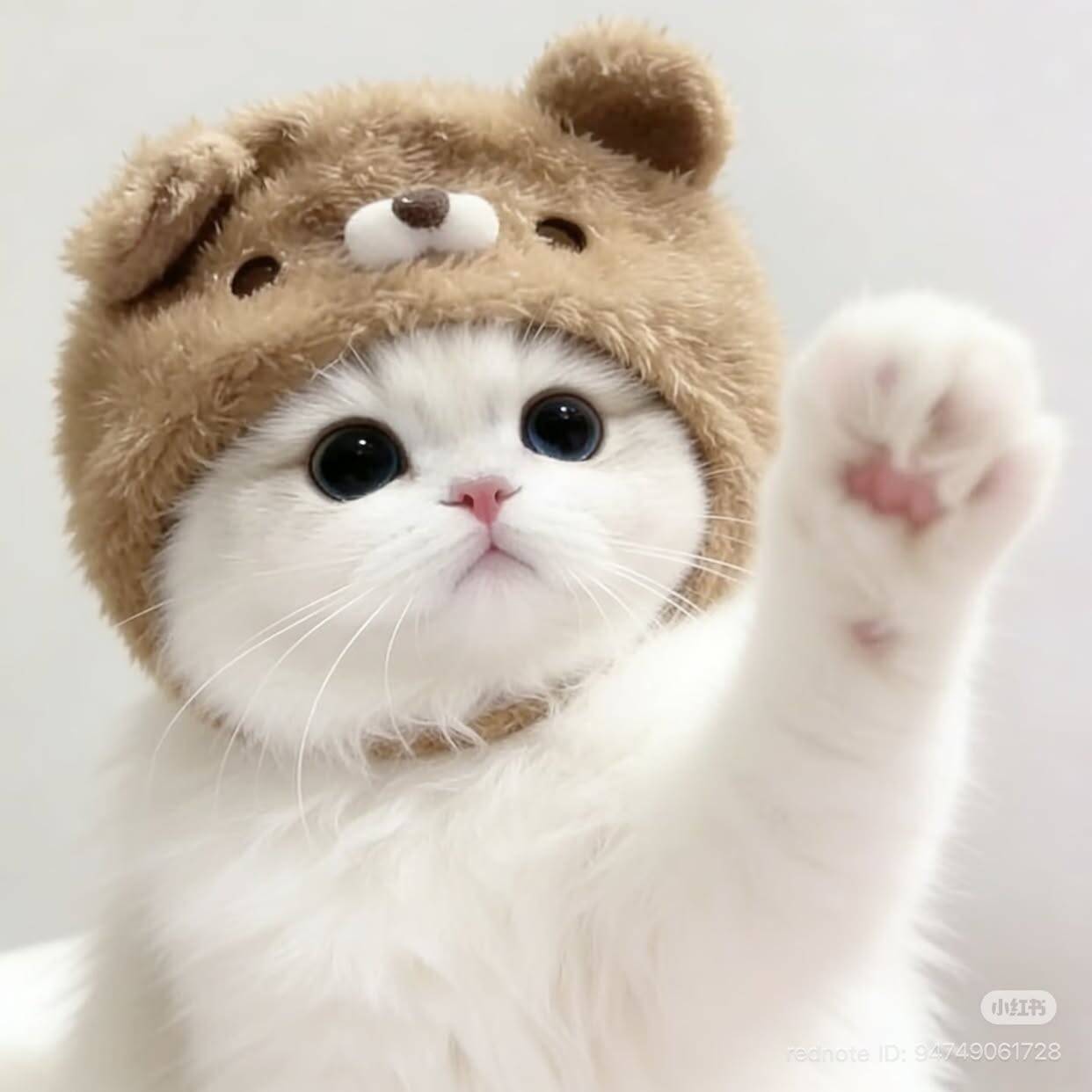 Cute Kitten pfp Profile Picture with Bear Hat