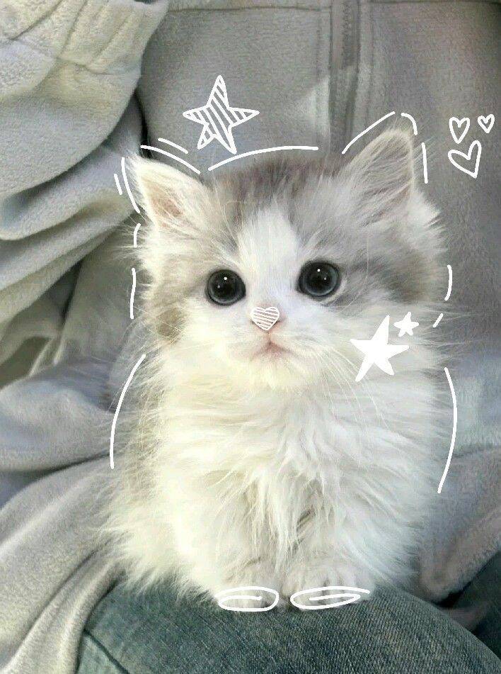 Cute Kitten pfp Profile Picture with Big Eyes