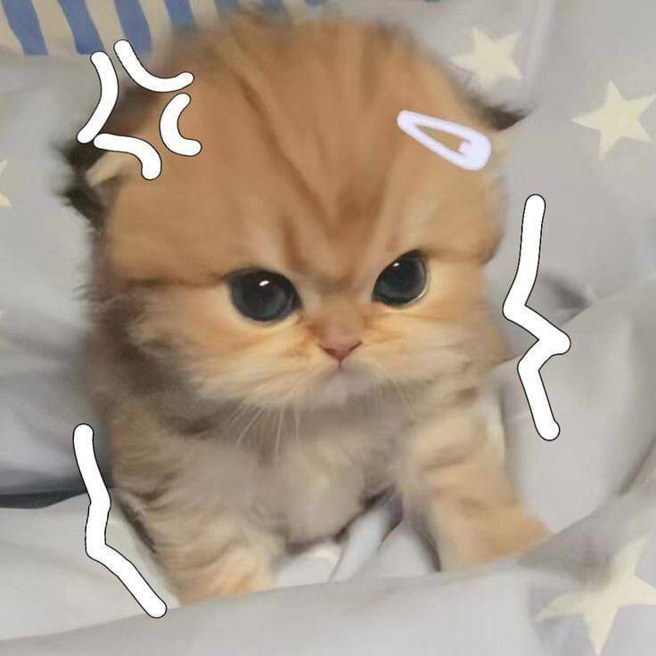 Cute Kitten pfp Profile Picture with Big Eyes