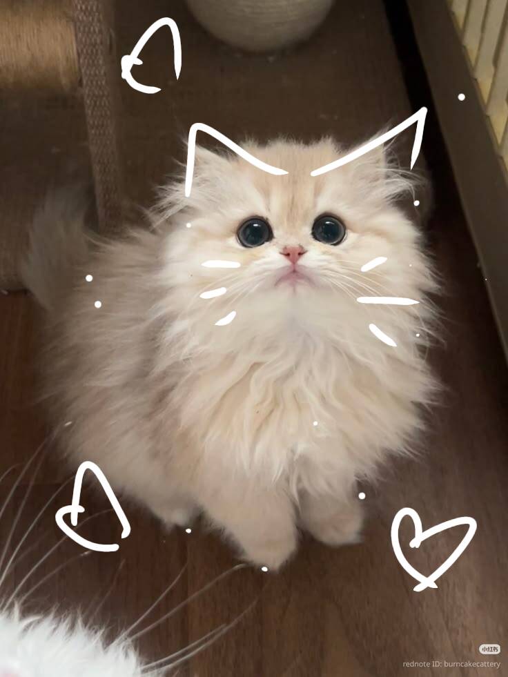 Cute Kitten pfp Profile Picture with Big Eyes and Soft Fur