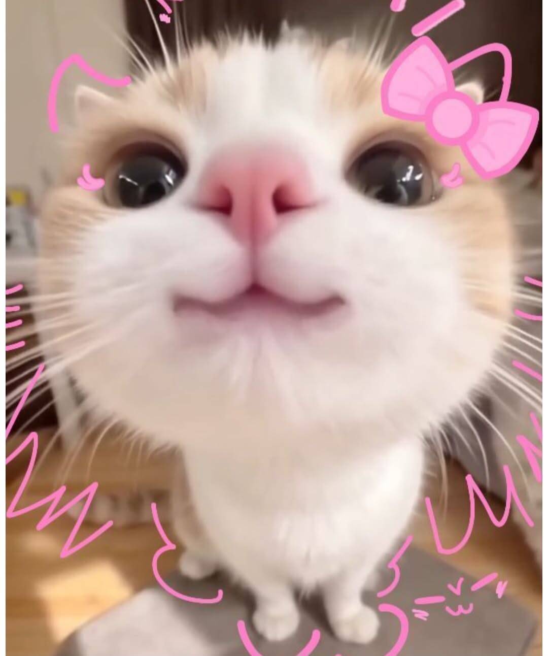 Cute Kitten pfp Profile Picture with Funny Snout