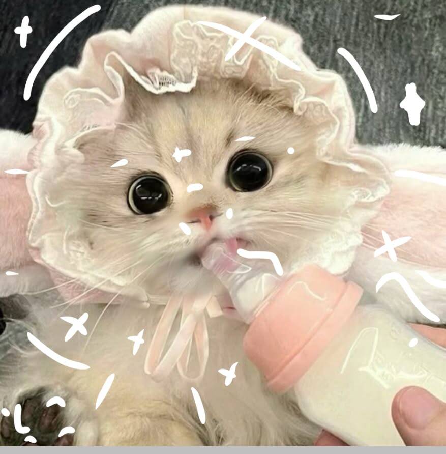 Cute Kitten pfp Profile Picture with Pacifier and Bunny Ears