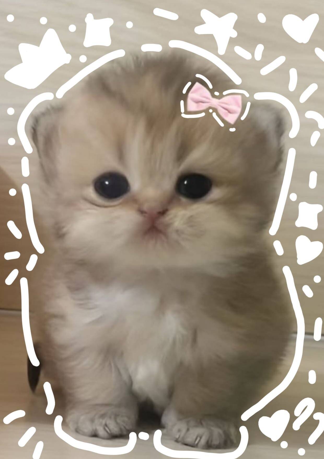 Cute Kitten pfp Profile Picture with Pink Bow