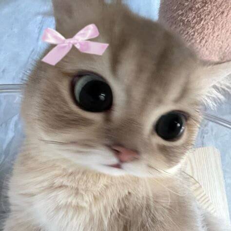 Cute Kitten pfp Profile Picture with Pink Bow