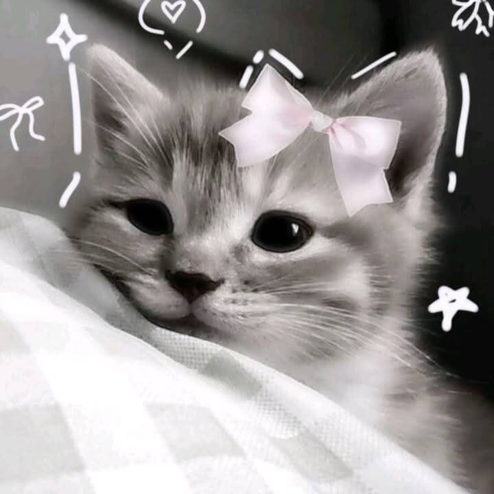 Cute Kitten pfp Profile Picture with Pink Bow