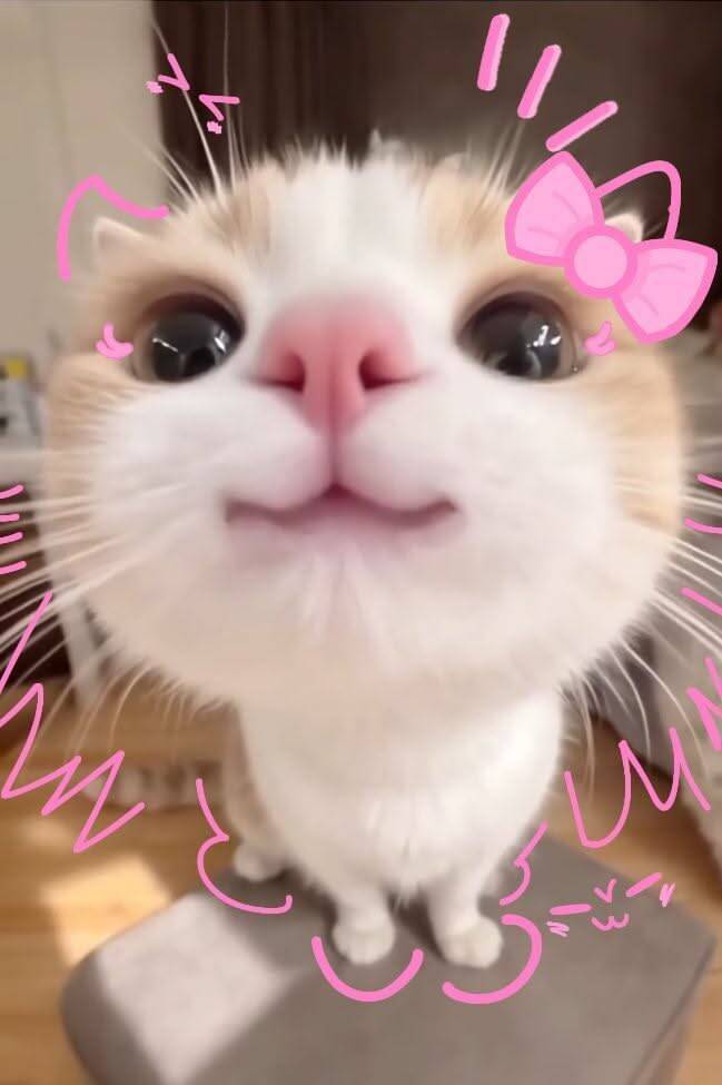 Cute Kitten pfp Profile Picture with Pink Bow