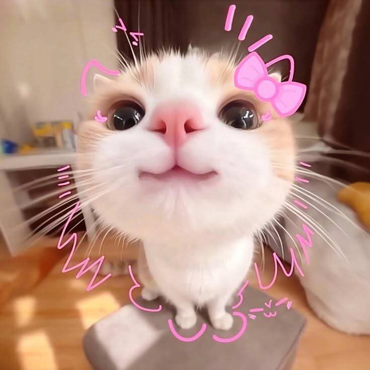 Cute Kitten pfp Profile Picture with Pink Bow