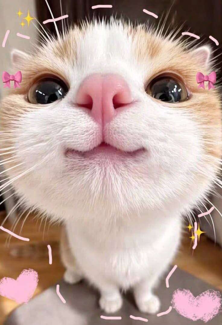 Cute Kitten pfp Profile Picture with Pink Nose