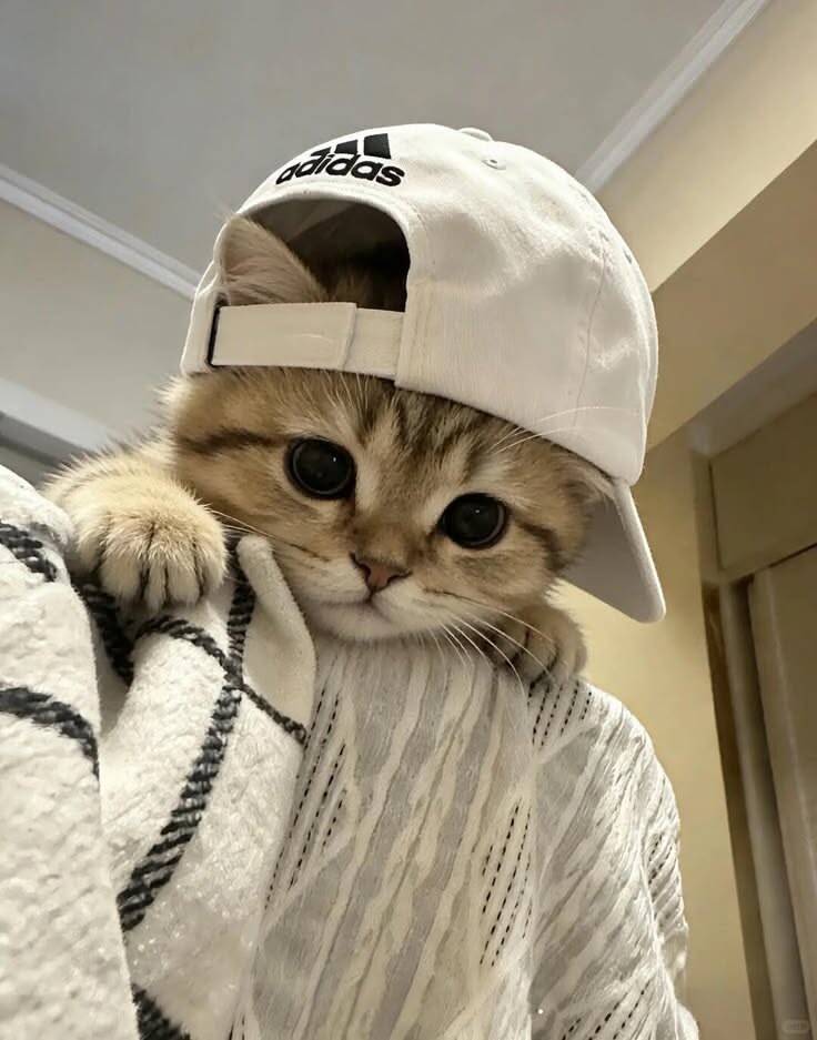 Cute Kitten pfp Profile Picture with Stylish Cap