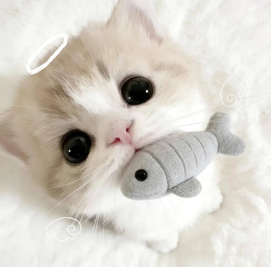 Cute Kitten pfp Profile Picture with Toy Fish