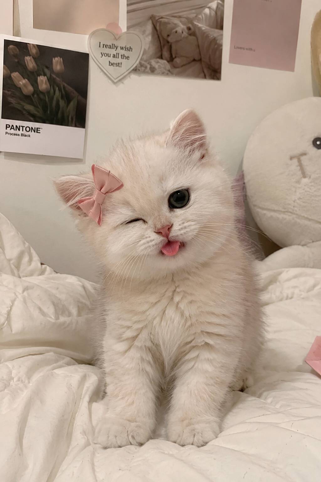 Cute Kitten pfp Profile Picture with Pink Bow and Funny Face
