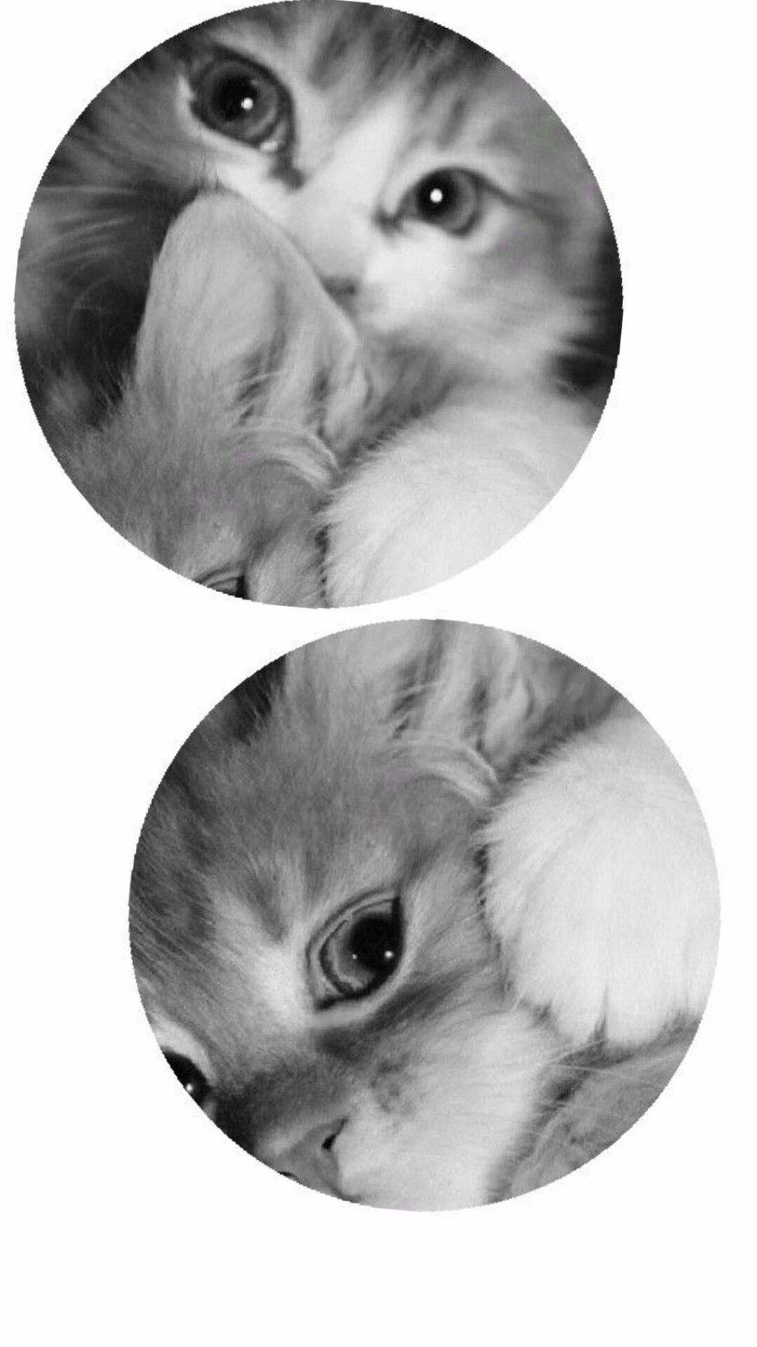 Cute Kittens pfp Profile Picture for Matching Couple