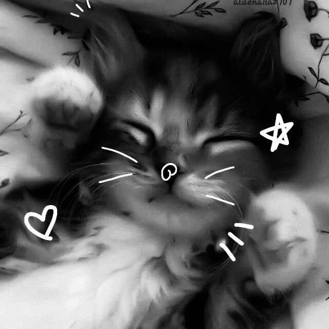 Cute Smiling Cat pfp Profile Picture