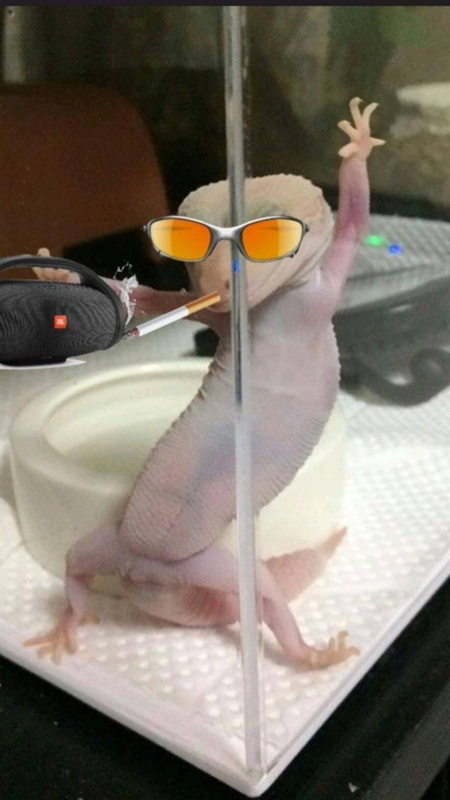 Cute and Adorable Stylish Lizard Pfp Profile Picture with Sunglasses