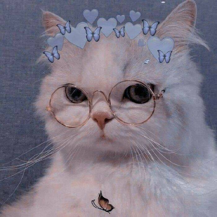 Cute and Adorable Pfp Profile Picture of Cat with Glasses and Hearts