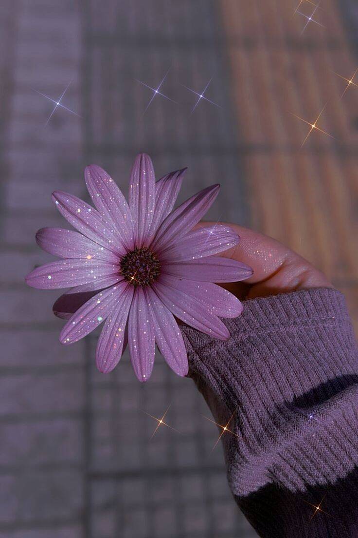 Delicate Flower pfp Profile Picture for WhatsApp