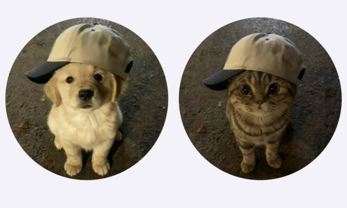 Dog and Cat with Cap pfp Profile Picture for Matching Couple