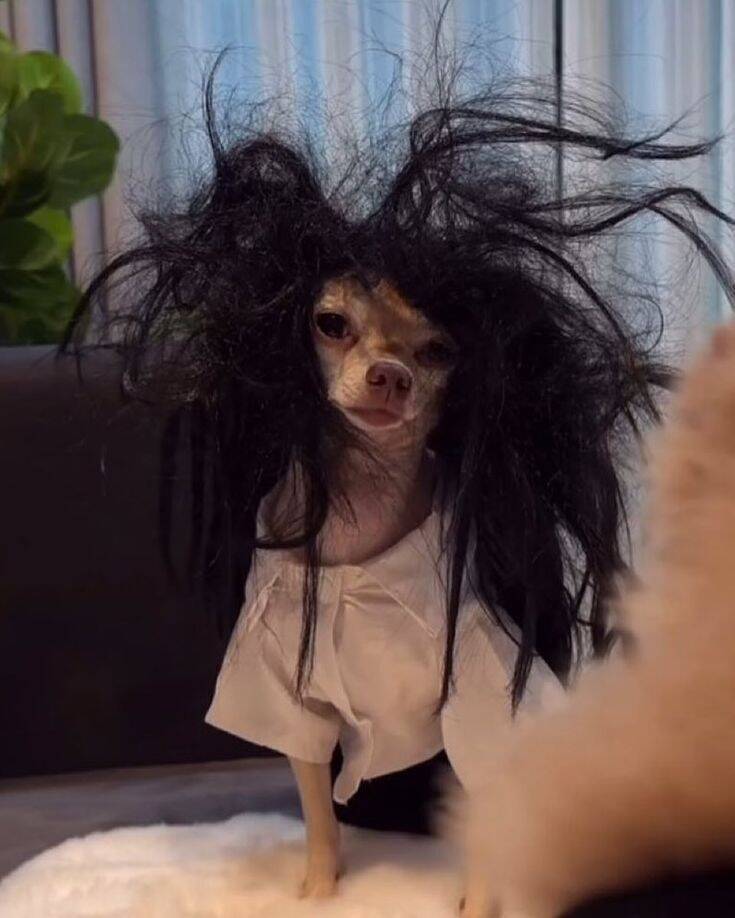 Funny Dog Pfp Profile Picture with Messy Wig
