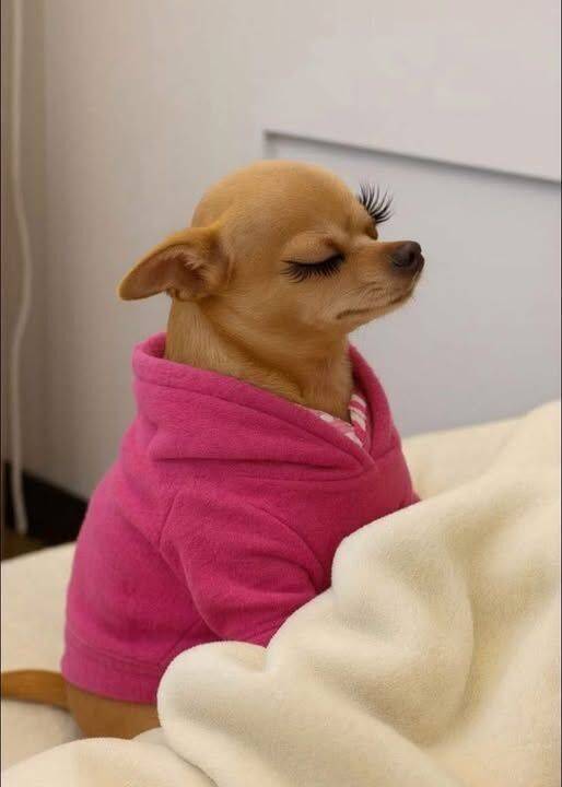 Funny Dog Pfp Profile Picture with Pink Hoodie